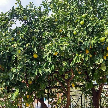 Πηλιο- Το Εξοχικο Τησ Αννασ- Αφησσοσ Villa Áfissos Ngoại thất bức ảnh